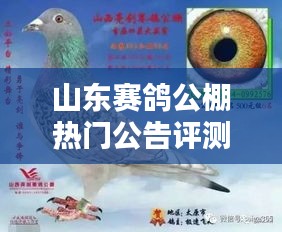 山东赛鸽公棚热门公告评测揭秘，公棚特性与独特体验探索