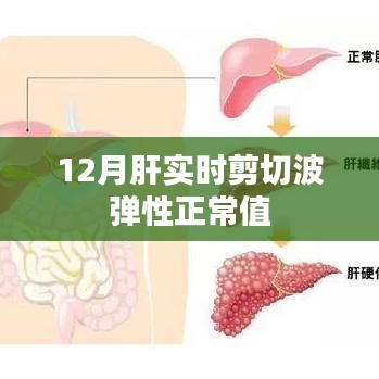 肝脏实时剪切波弹性正常值解析