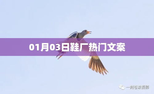鞋厂最新热门文案，01月03日动态解析