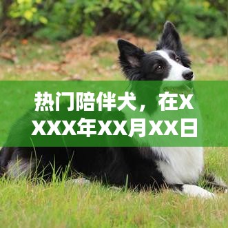 热门陪伴犬，温馨伙伴的守护时刻