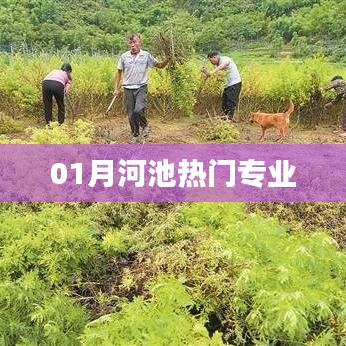 河池一月热门专业榜单揭晓
