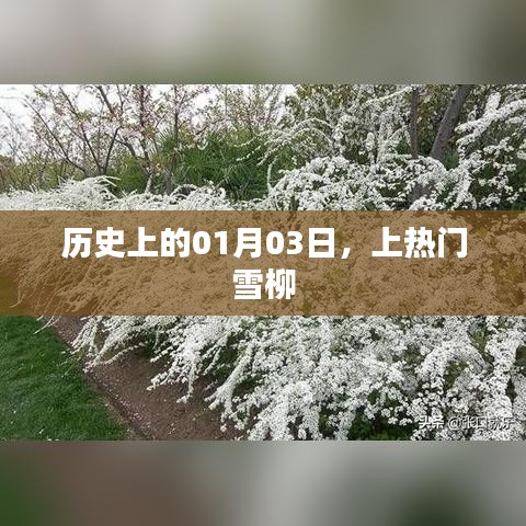 历史上的大事件，雪柳登上热门日 01月03日