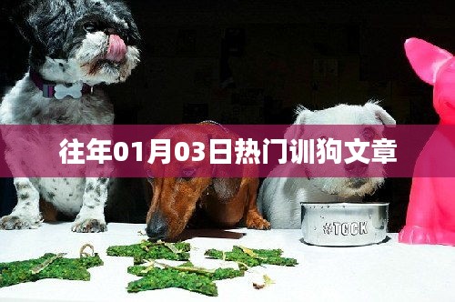 精选热门驯狗文章，从入门到进阶的秘籍