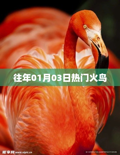 往年元旦热门火鸟回顾