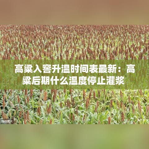 高粱入窖升温时间表最新：高粱后期什么温度停止灌浆 